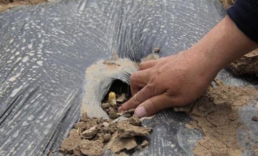 甘肃农民的创业经历,甘肃致富经养鸡