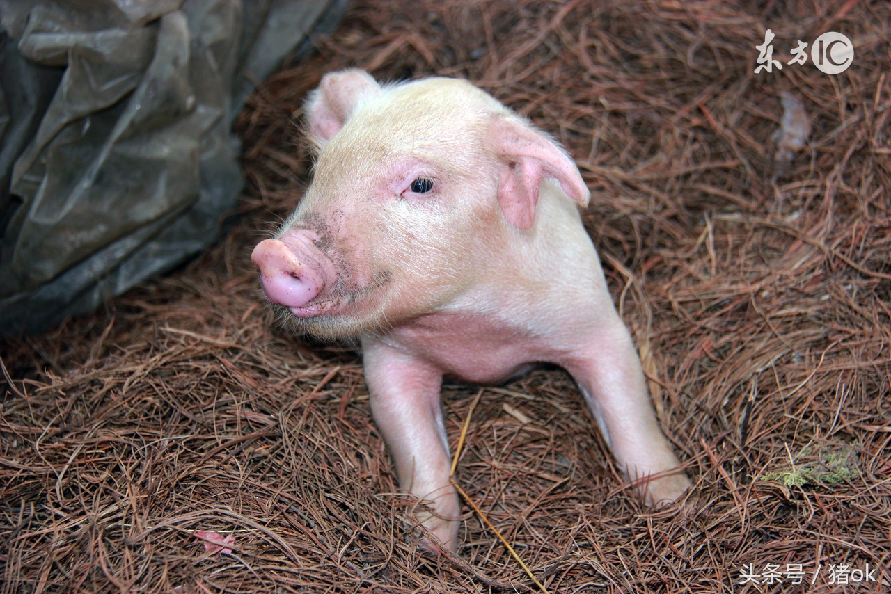 母猪阉割手术怎么做？手术当中的有哪些要领要关注呢