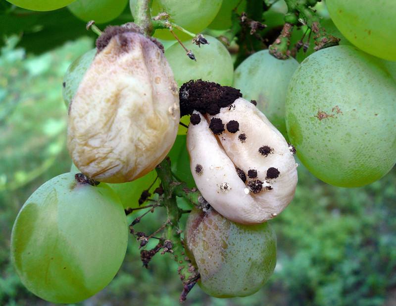 葡萄转色期怎么防溃疡,葡萄转色期防止落果的方法