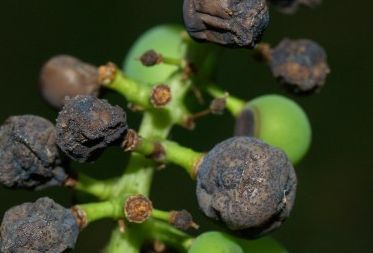 葡萄转色期怎么防溃疡,葡萄转色期防止落果的方法