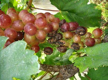 葡萄转色期怎么防溃疡,葡萄转色期防止落果的方法