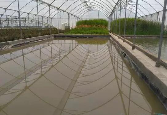 亚洲最大玫瑰花基地,世界最大玫瑰种植基地