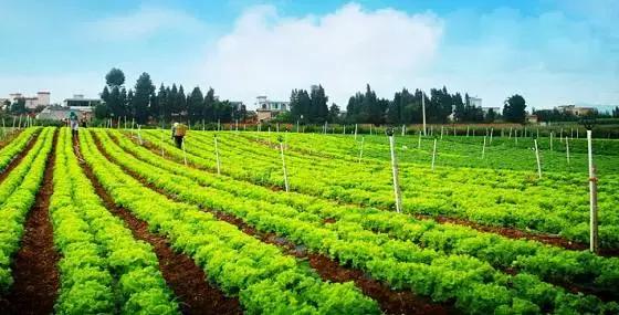 看清这三大趋势，农资市场大有可为！