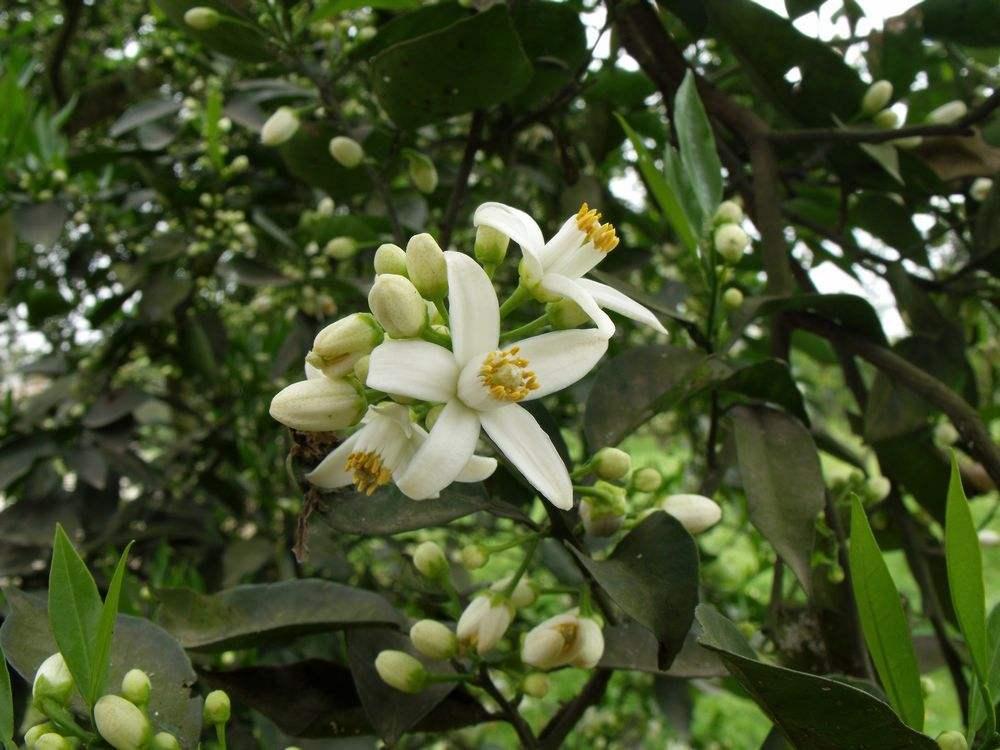 一着急脸红发烫什么原因,一热就脸红发烫头晕是怎么回事