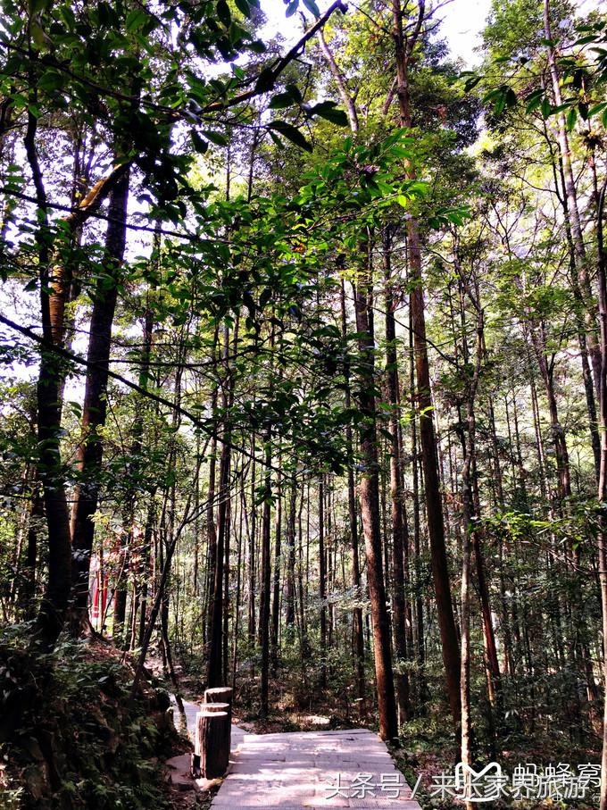 张家界五日游多少钱一个人 (自己张家界六日游详细攻略)