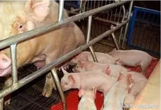 母猪断奶后瘫痪是什么原因,母猪产前产后瘫痪怎么治疗