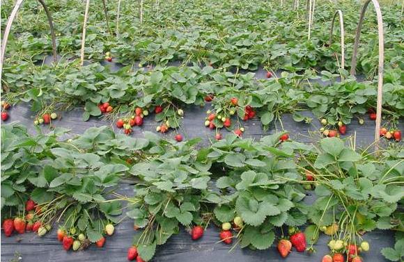 甘肃农民的创业经历,甘肃致富经养鸡