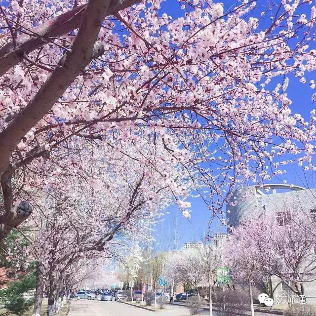 沈阳师范大学青春,再见青春沈阳