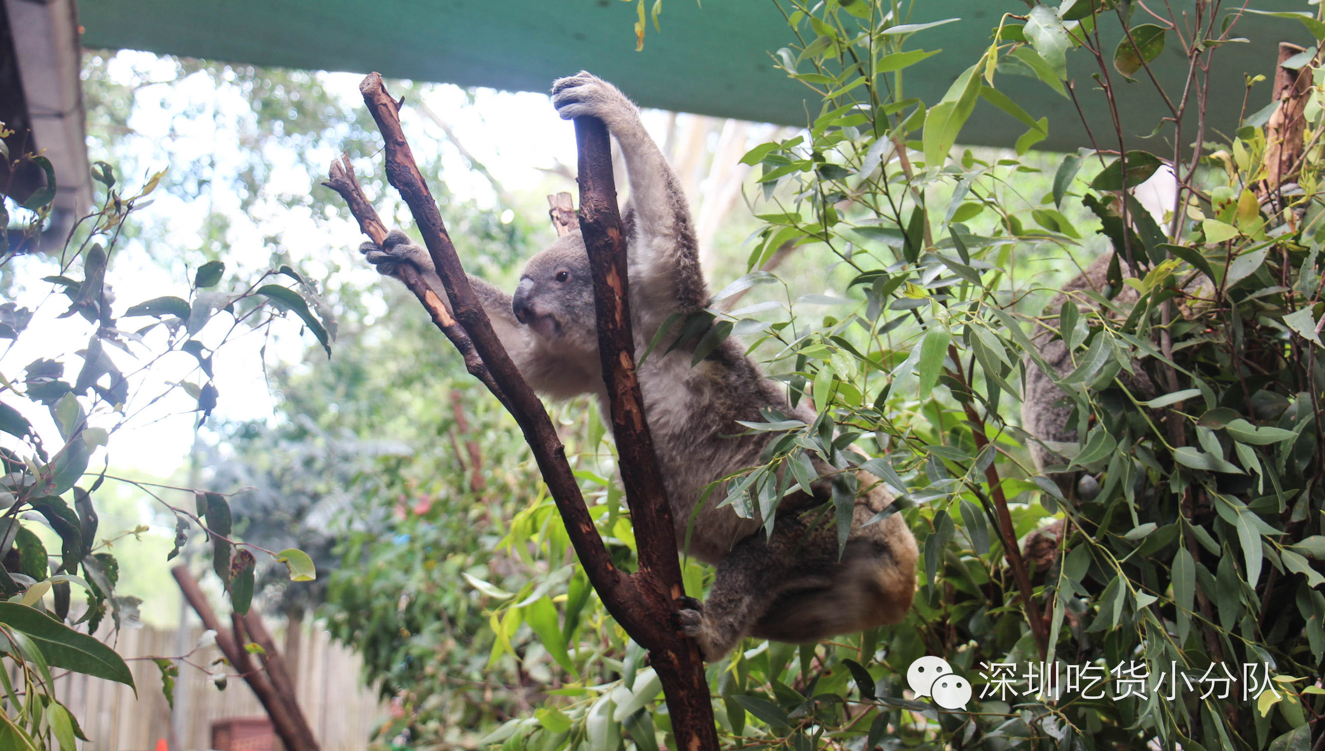 吃货浪游记丨我的胃说想去南半球看看~