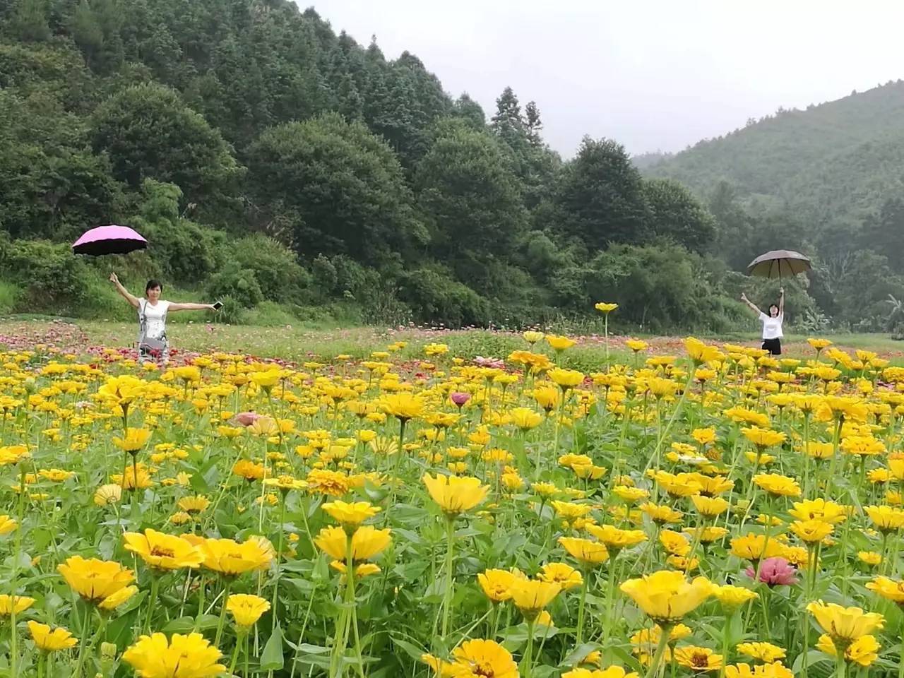 我在这里等你！格桑花怒放喜迎大批摄影“发烧友”