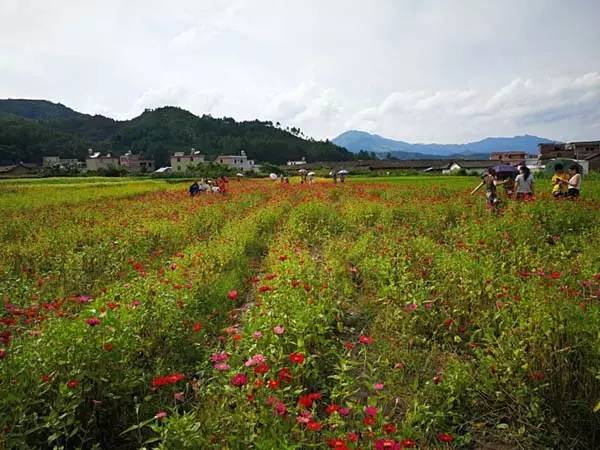 我在这里等你！格桑花怒放喜迎大批摄影“发烧友”