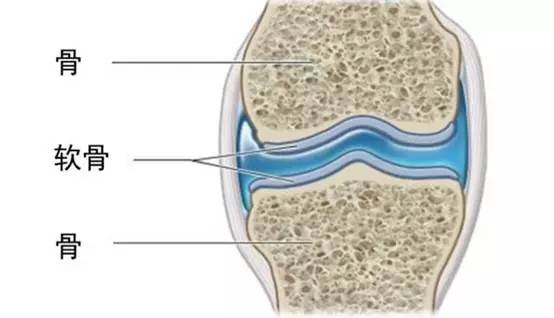 健步走和跑步哪个损伤膝盖,跑步必须重视膝关节