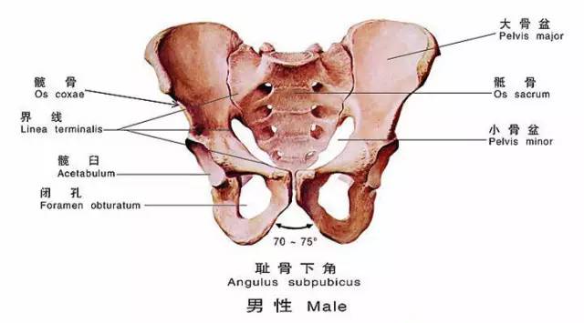 骨盆哪个位置最重要,骨盆在哪个位置最好