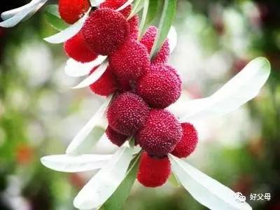 吃杨梅把籽也吞了,为什么吃杨梅嘴里会破皮