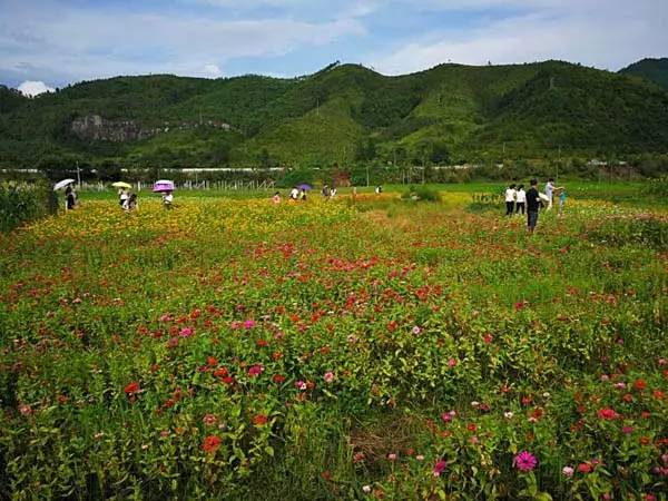 我在这里等你！格桑花怒放喜迎大批摄影“发烧友”