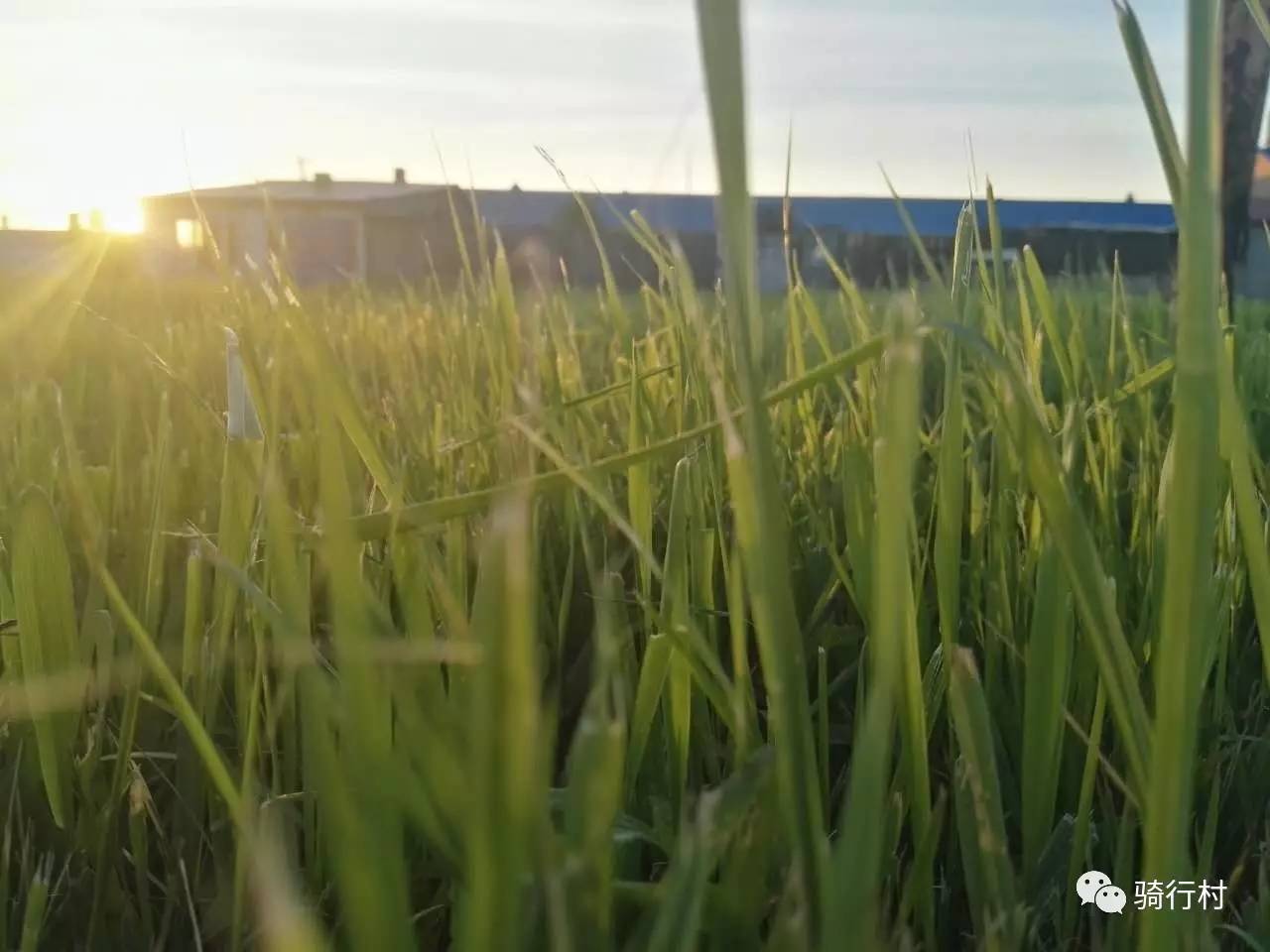 北极村晚上的夜空,北极村北极光视频