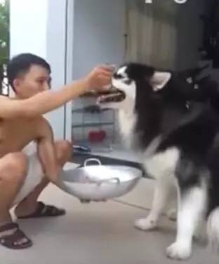 狗狗生病不爱吃饭，狗主人拿来食物，这个喂法也是没谁了