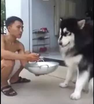 狗狗生病不爱吃饭，狗主人拿来食物，这个喂法也是没谁了