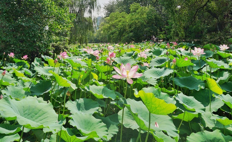 咸阳渭河长廊全景,咸阳渭河景观区
