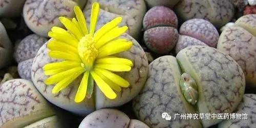 痔疮开花了必须手术吗,痔疮剪肉芽十天了