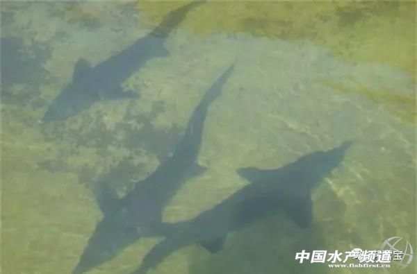 池塘可以放养几条鲟鱼吗,鲟鱼饲养必备条件有哪些