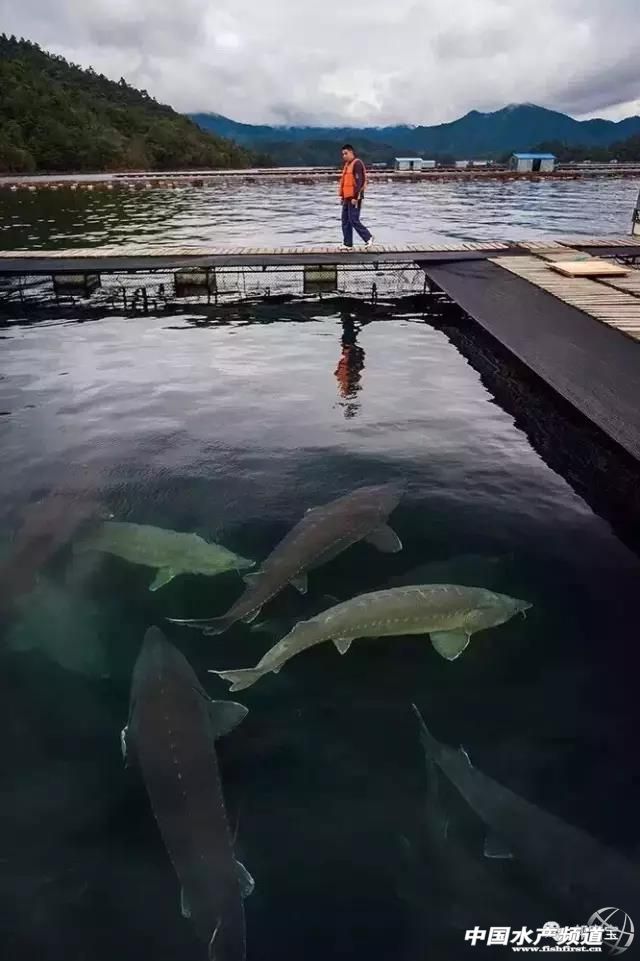 池塘可以放养几条鲟鱼吗,鲟鱼饲养必备条件有哪些