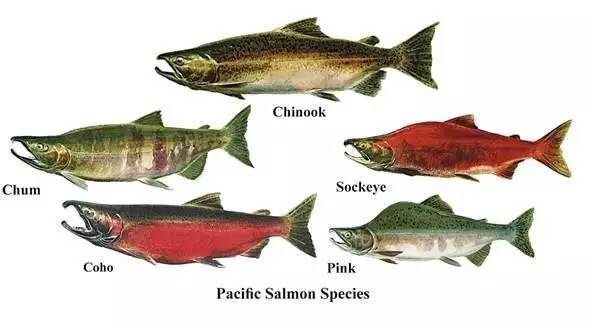 我们日常吃的三文鱼有寄生虫吗,所有的三文鱼都有寄生虫吗