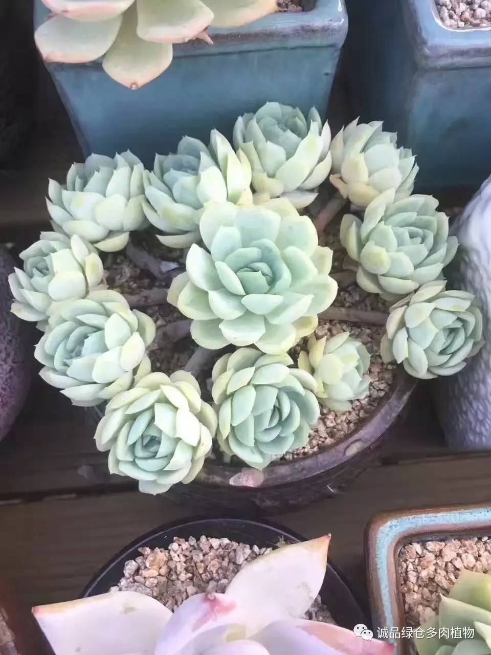 秀妍肉肉倒盆后的变化,多肉大棚展示图