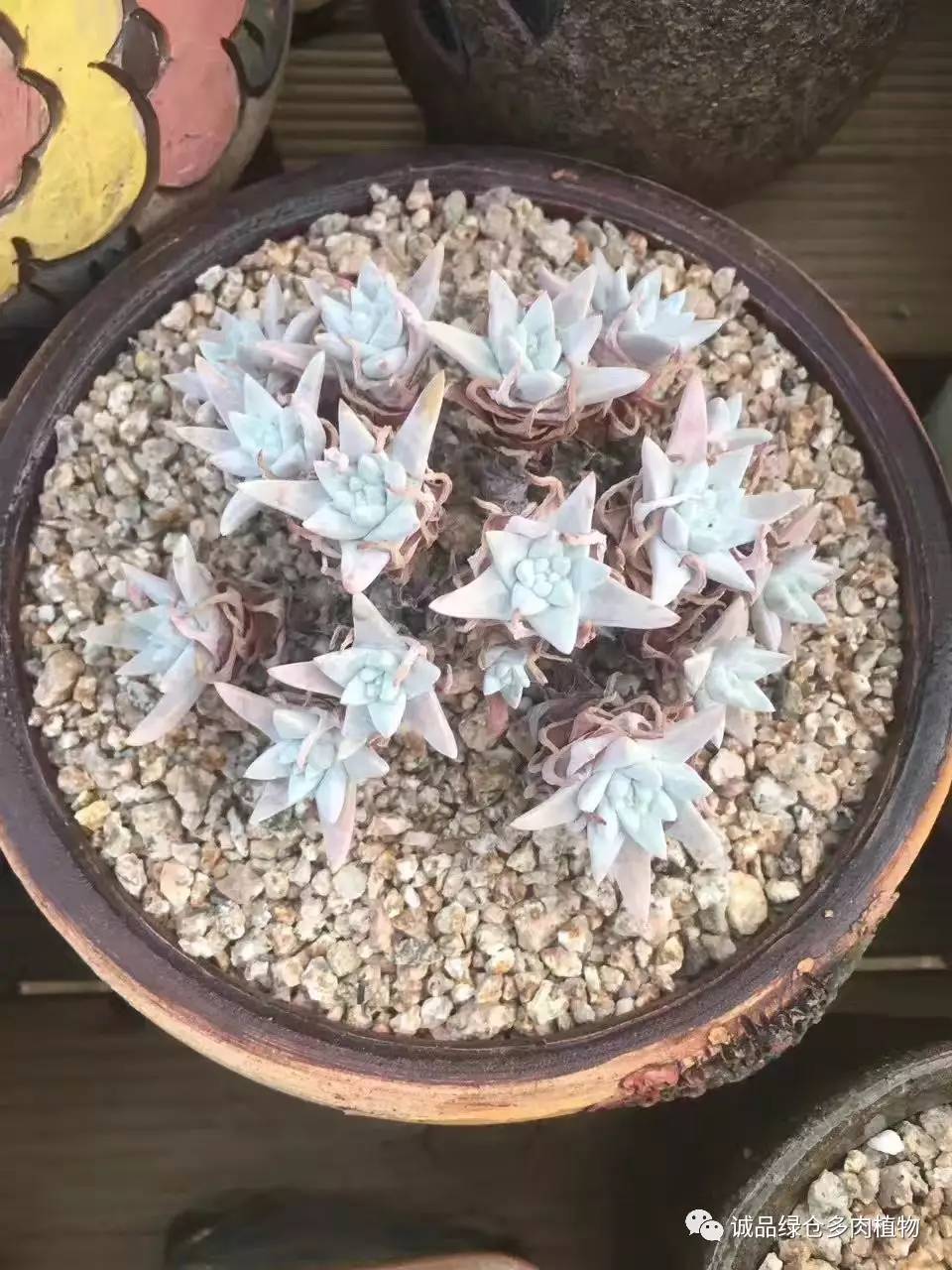 秀妍肉肉倒盆后的变化,多肉大棚展示图