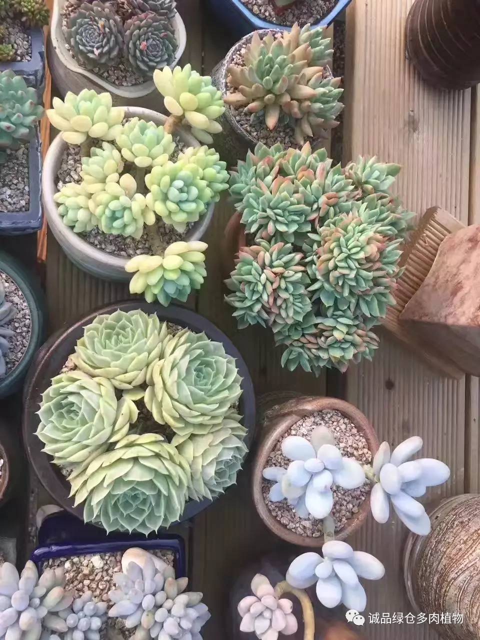 秀妍肉肉倒盆后的变化,多肉大棚展示图