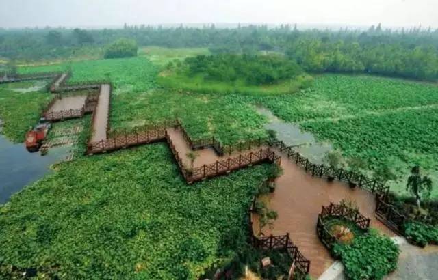 百亩荷塘美不胜收,千亩荷塘风景如画