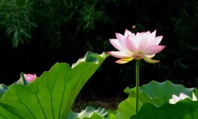 百亩荷塘美不胜收,千亩荷塘风景如画