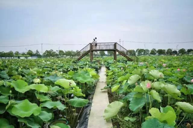 百亩荷塘美不胜收,千亩荷塘风景如画