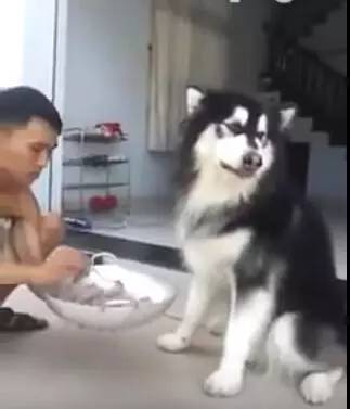 狗狗生病不爱吃饭，狗主人拿来食物，这个喂法也是没谁了