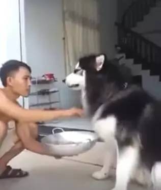 狗狗生病不爱吃饭，狗主人拿来食物，这个喂法也是没谁了