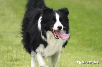 夏季边牧饲养环境,夏天怎么给边牧降温