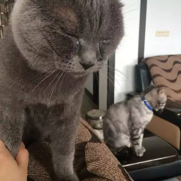 喵子这么漂亮的大眼睛，光是漂亮我多舍不得让他生结膜炎