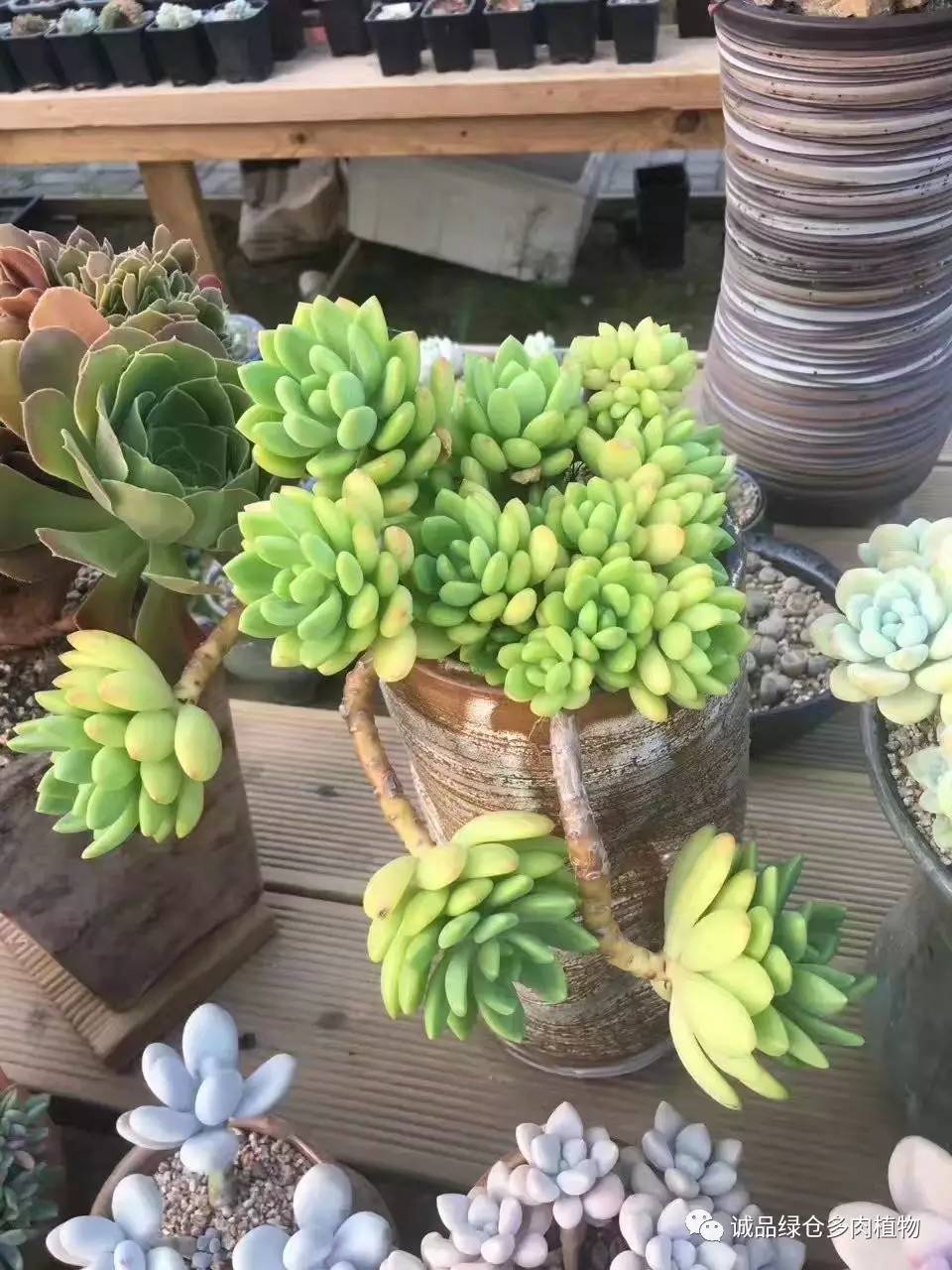 秀妍肉肉倒盆后的变化,多肉大棚展示图