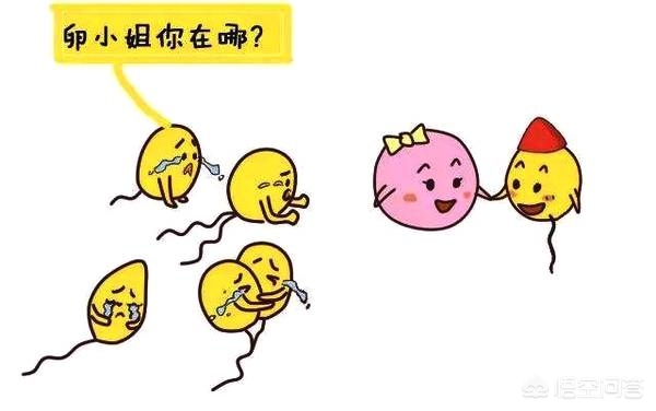 备孕的时候排卵期来几次,备孕期间怎么记录排卵期