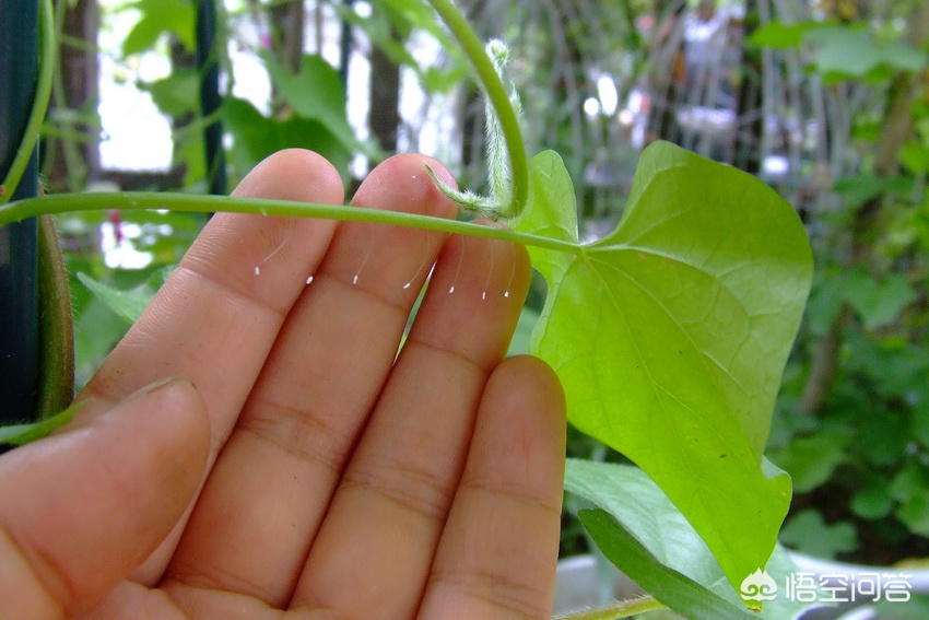 花草上白色小虫子,花草杀菌小妙招