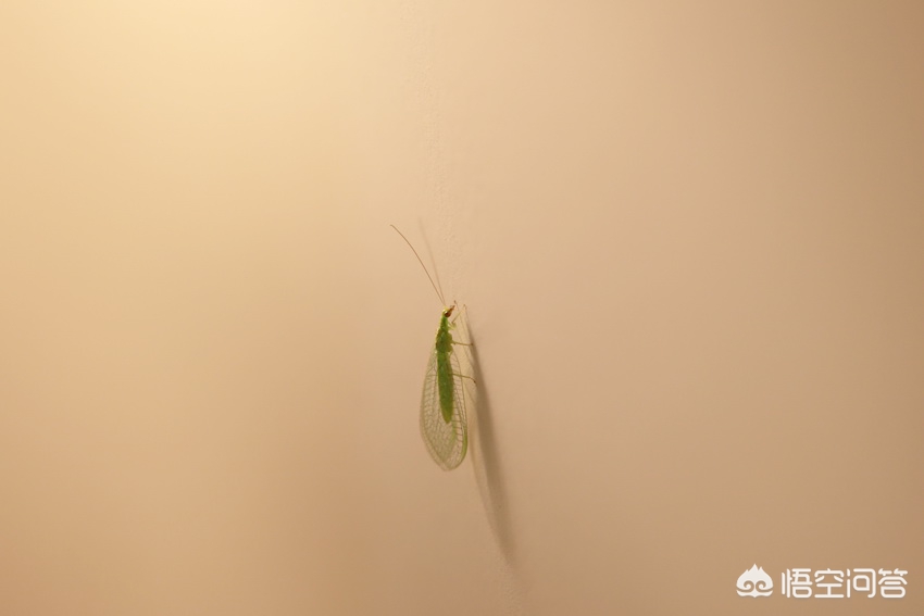 花草上白色小虫子,花草杀菌小妙招