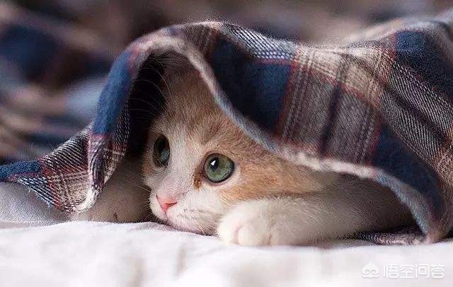 家里有陌生人来猫咪就躲起来,猫咪到新家一直躲