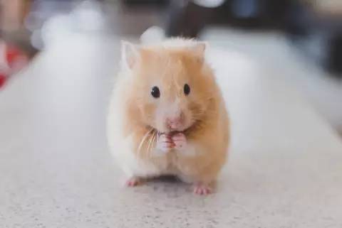 孕妈们要如何与宠物共处,孕期与宠物亲密接触