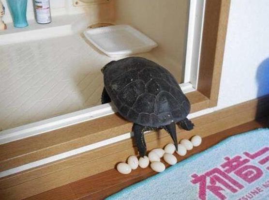 宠物龟生蛋了,宠物龟意外死亡如何处理