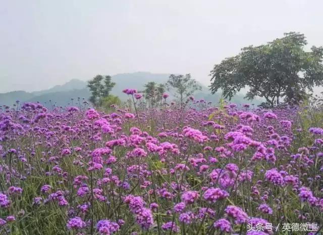 刘家旺普罗旺斯薰衣草花海,法国普罗旺斯薰衣草花海唯美视频