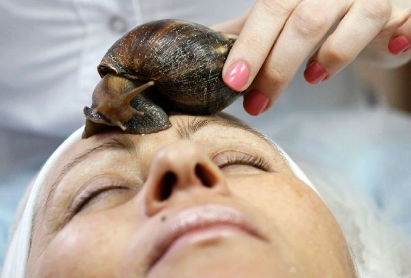 路上出现的大蜗牛,外来物种入侵非洲大蜗牛