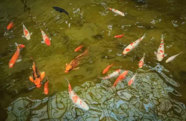 沈阳师范大学青春,再见青春沈阳