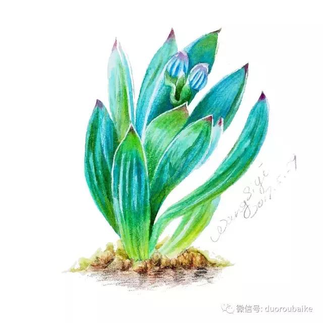 澶氳倝缁樼敾浣滃搧缁勫浘,澶氳倝鎻掔敾浣滃搧娆ｈ祻