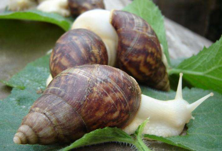 路上出现的大蜗牛,外来物种入侵非洲大蜗牛