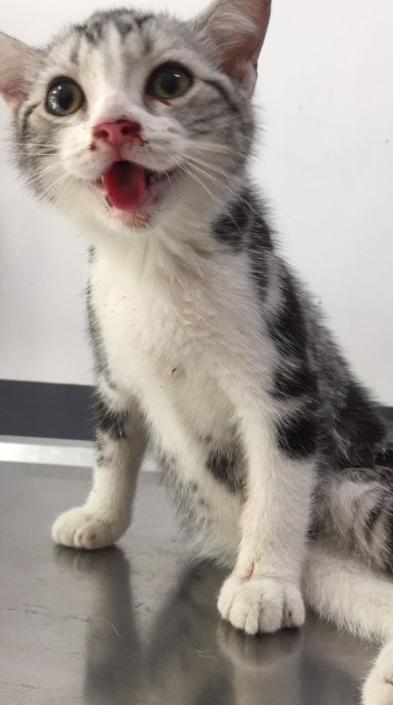 小猫从五楼掉下来抢救现场,猫摔死内出血能救吗